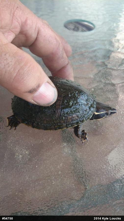Eastern Musk Turtle