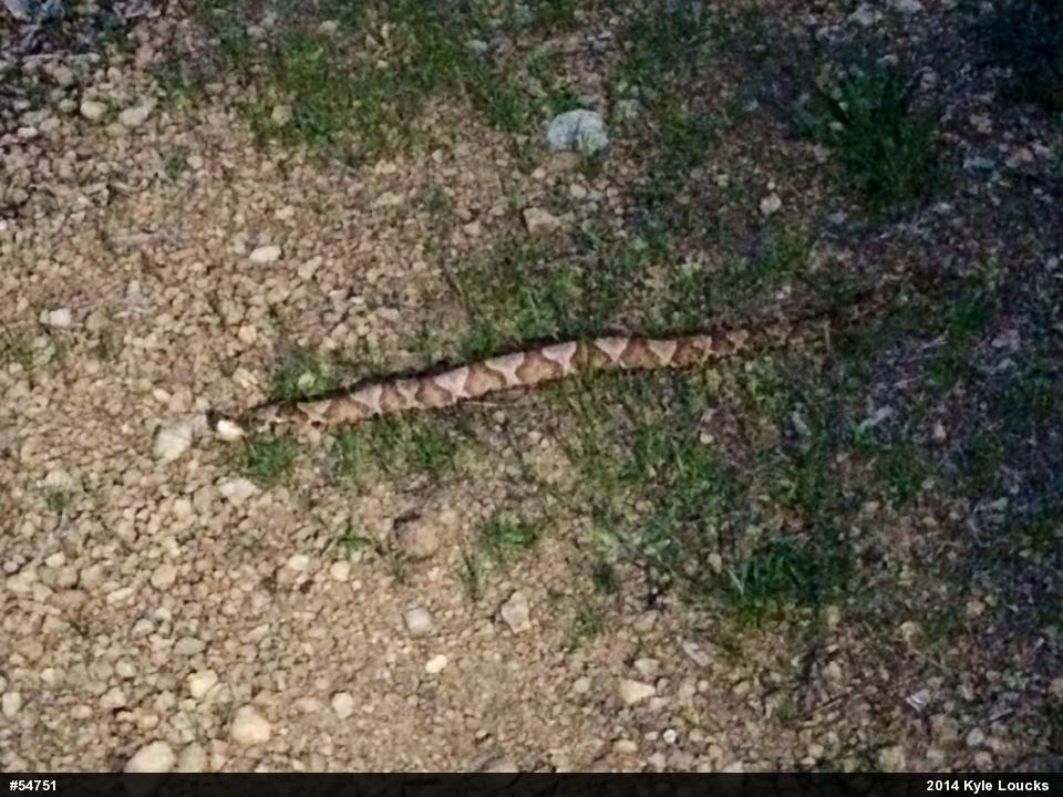 Northern Copperhead