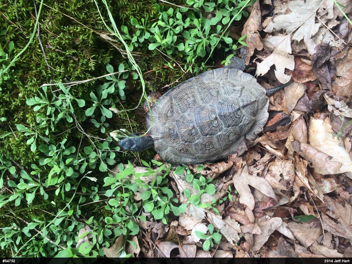 Wood Turtle