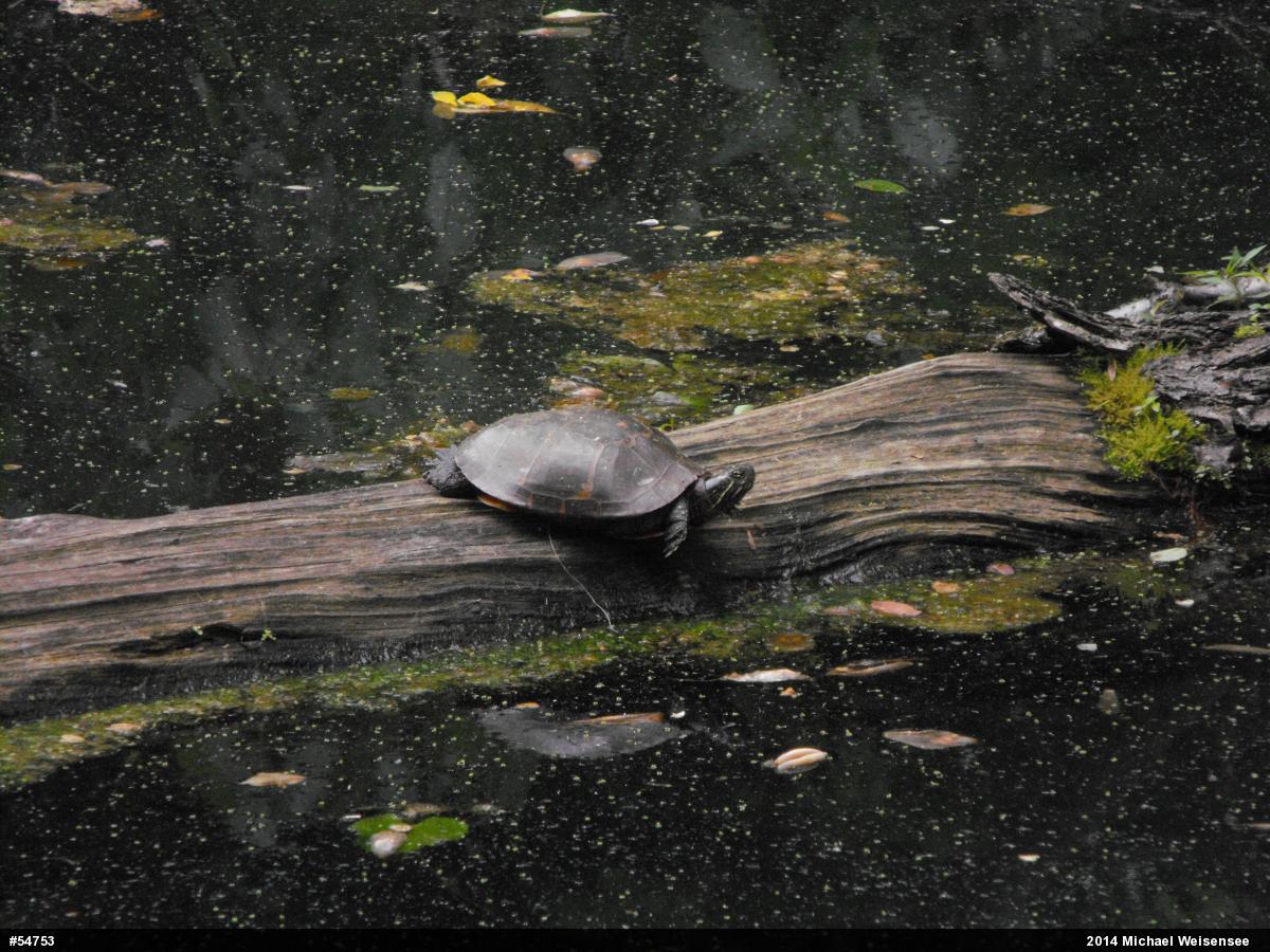 Painted Turtle