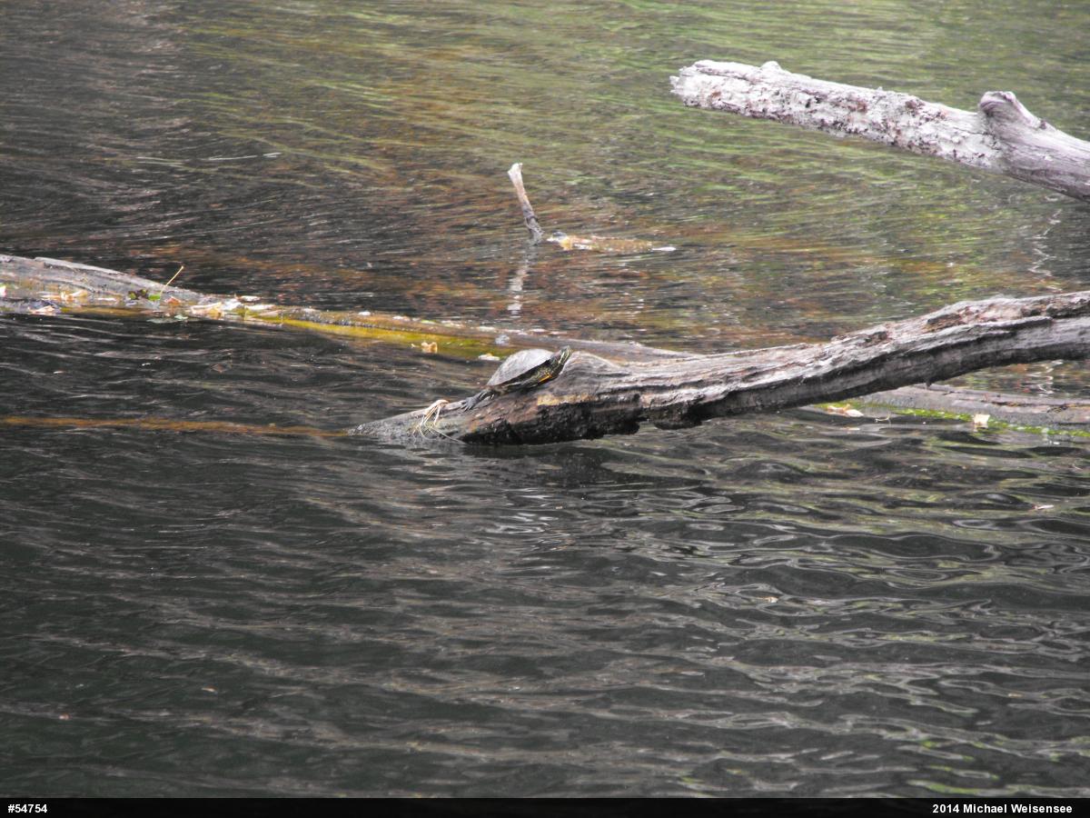 Red-eared Slider