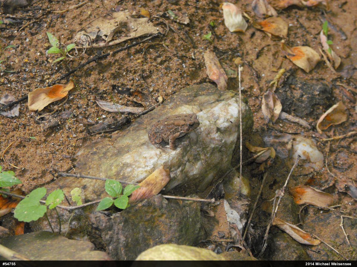 Eastern American Toad