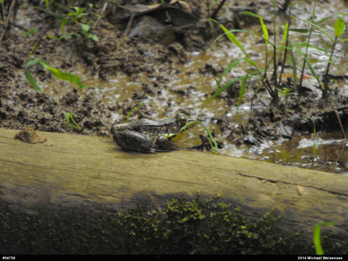 Green Frog