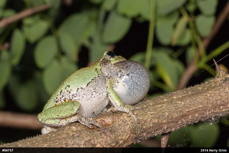 Unknown Gray Treefrog