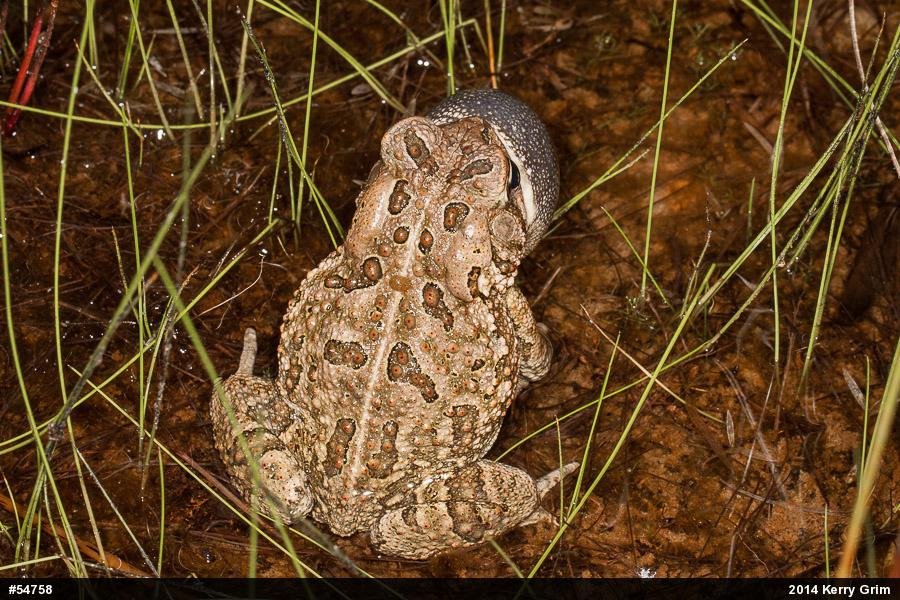 Fowler's Toad