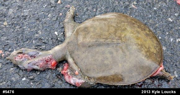 Eastern Spiny Softshell