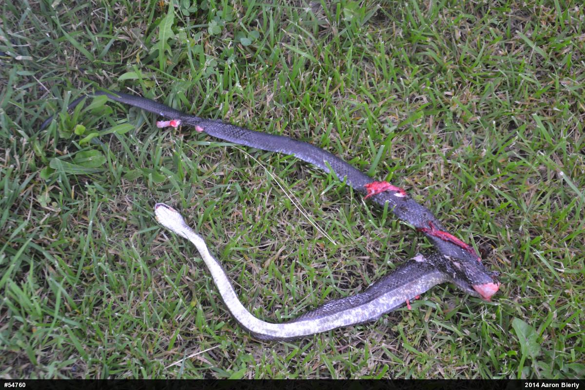 Eastern Ratsnake