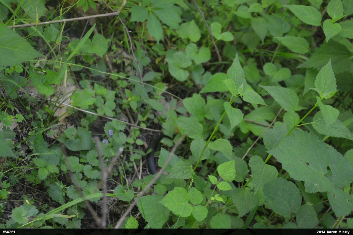 Eastern Ratsnake
