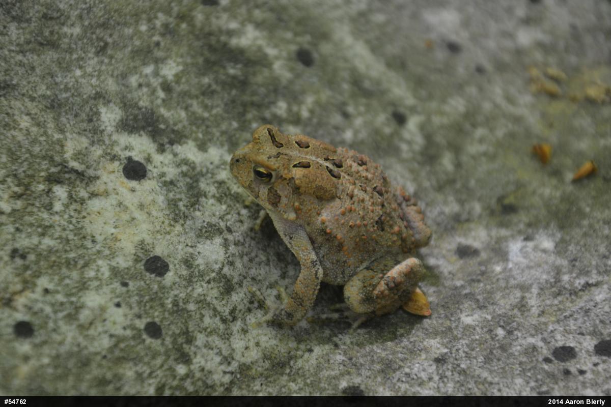Eastern American Toad