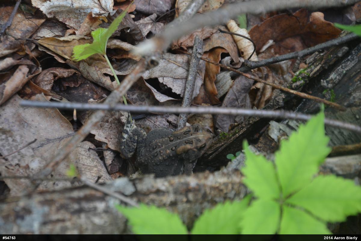 Eastern American Toad