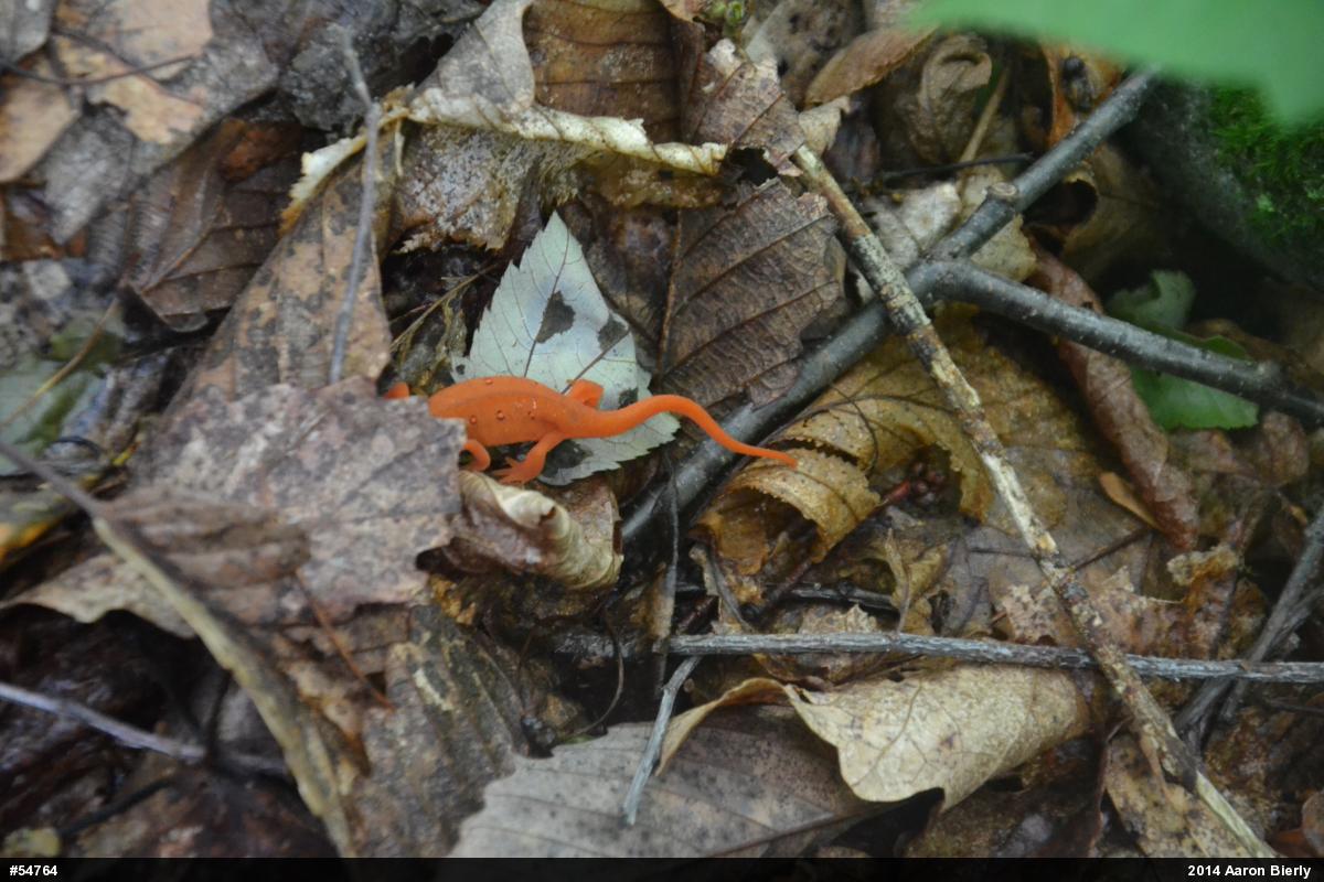 Red-spotted Newt