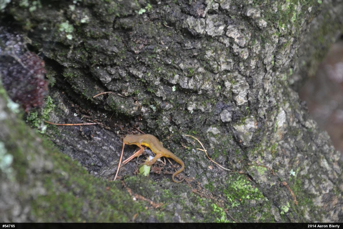 Red-spotted Newt