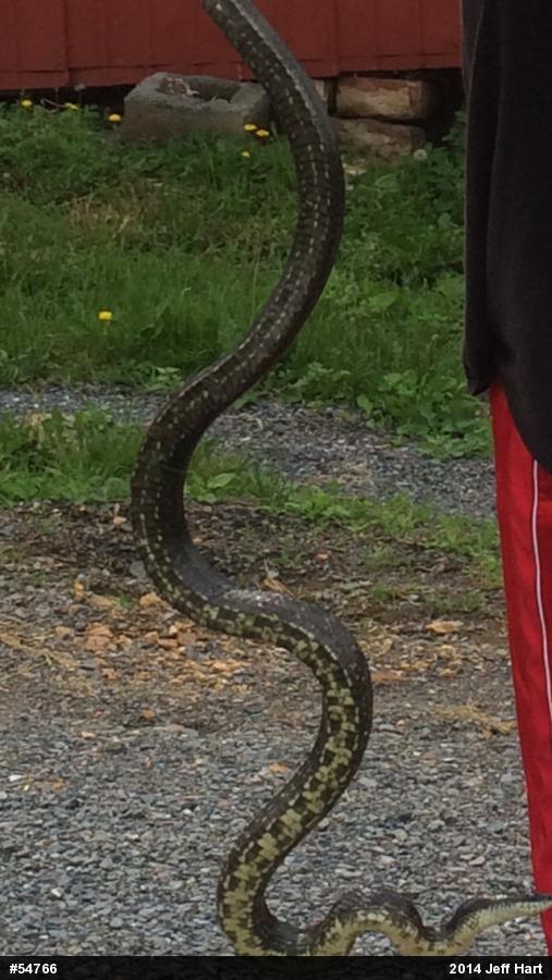 Eastern Ratsnake
