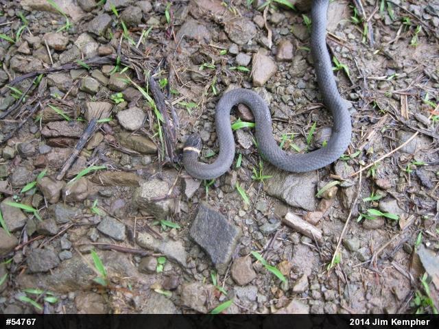 Northern Ring-necked Snake