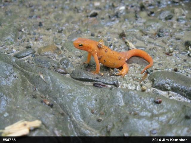 Red-spotted Newt