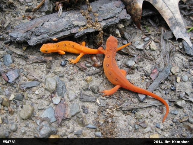 Red-spotted Newt