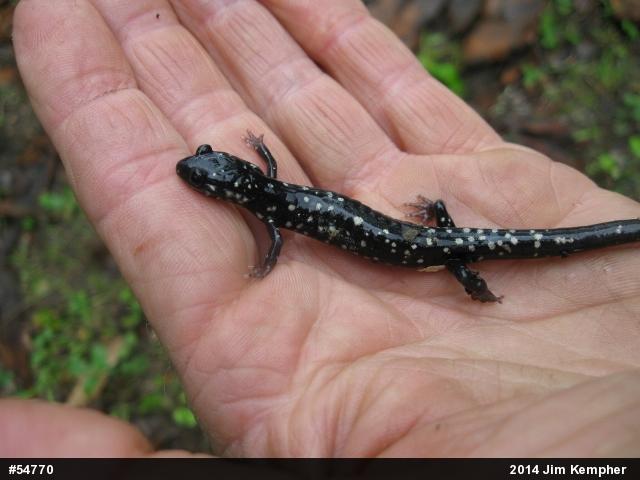Northern Slimy Salamander