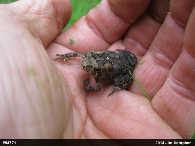 True Toads
