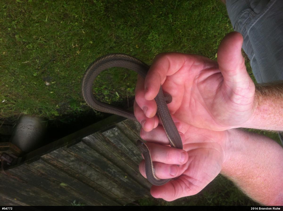 Queensnake