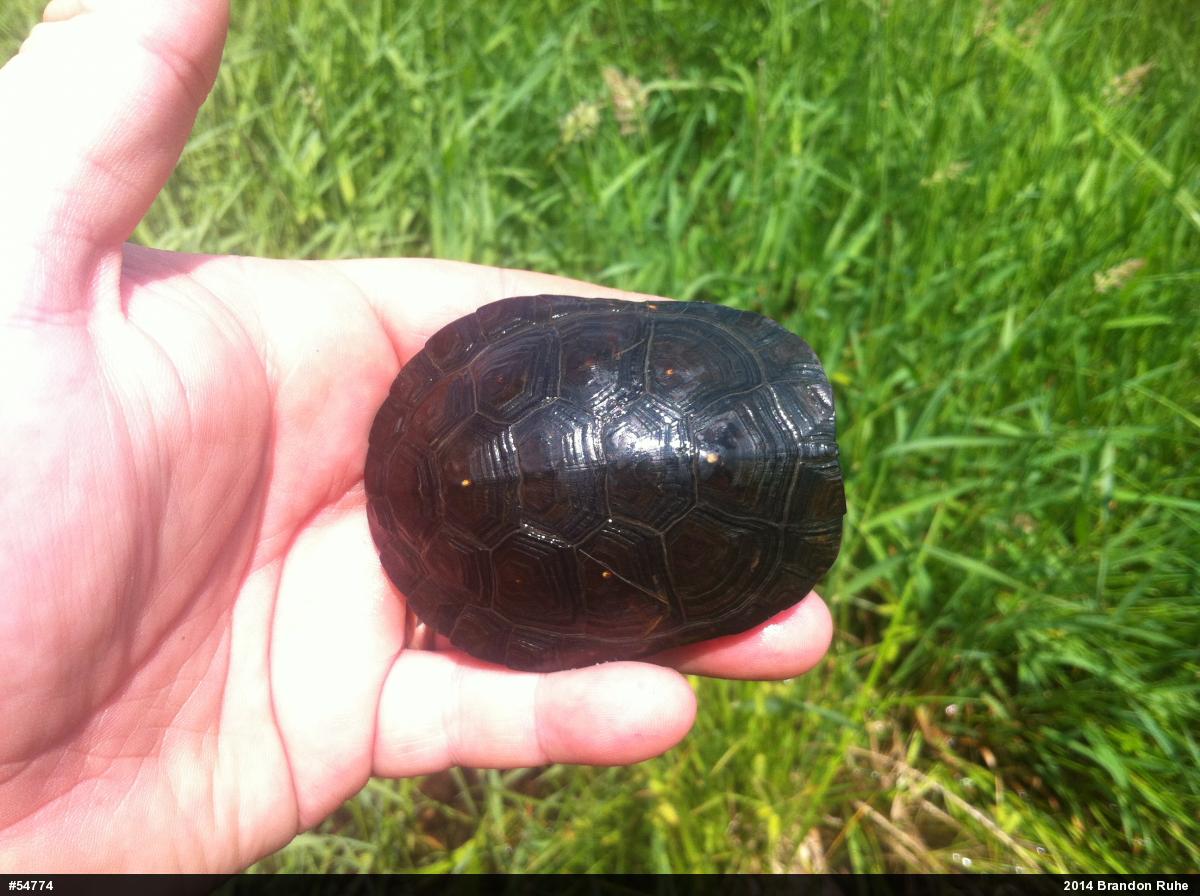 Spotted Turtle