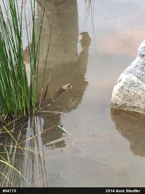 Northern Watersnake