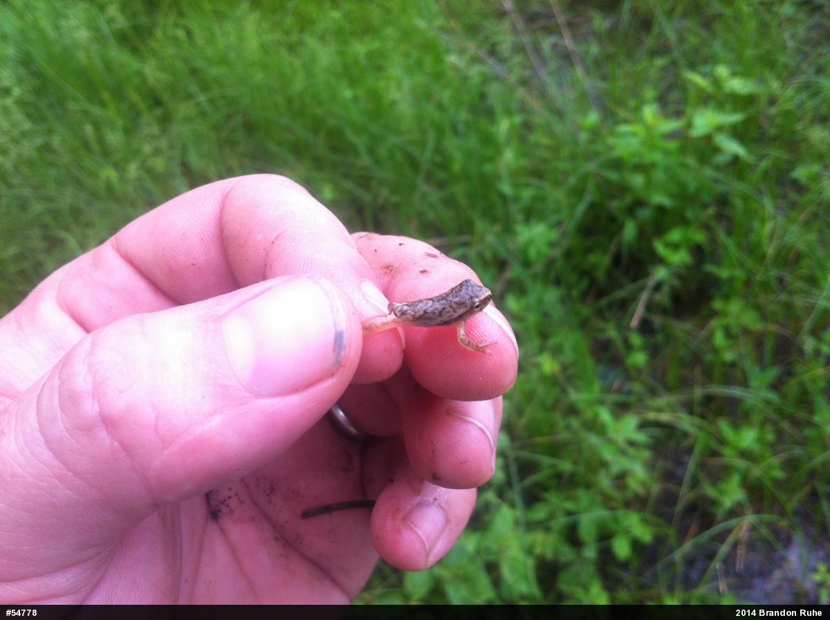 Spring Peeper
