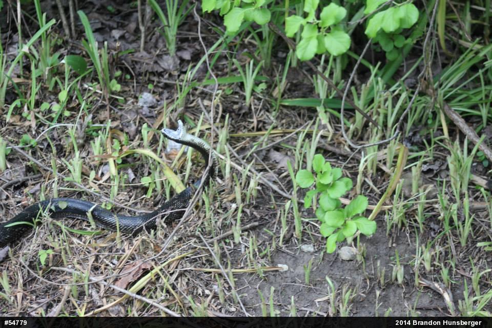 Eastern Ratsnake