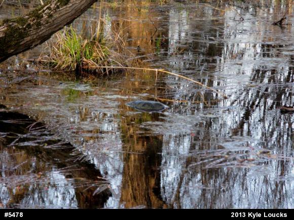 Snapping Turtle