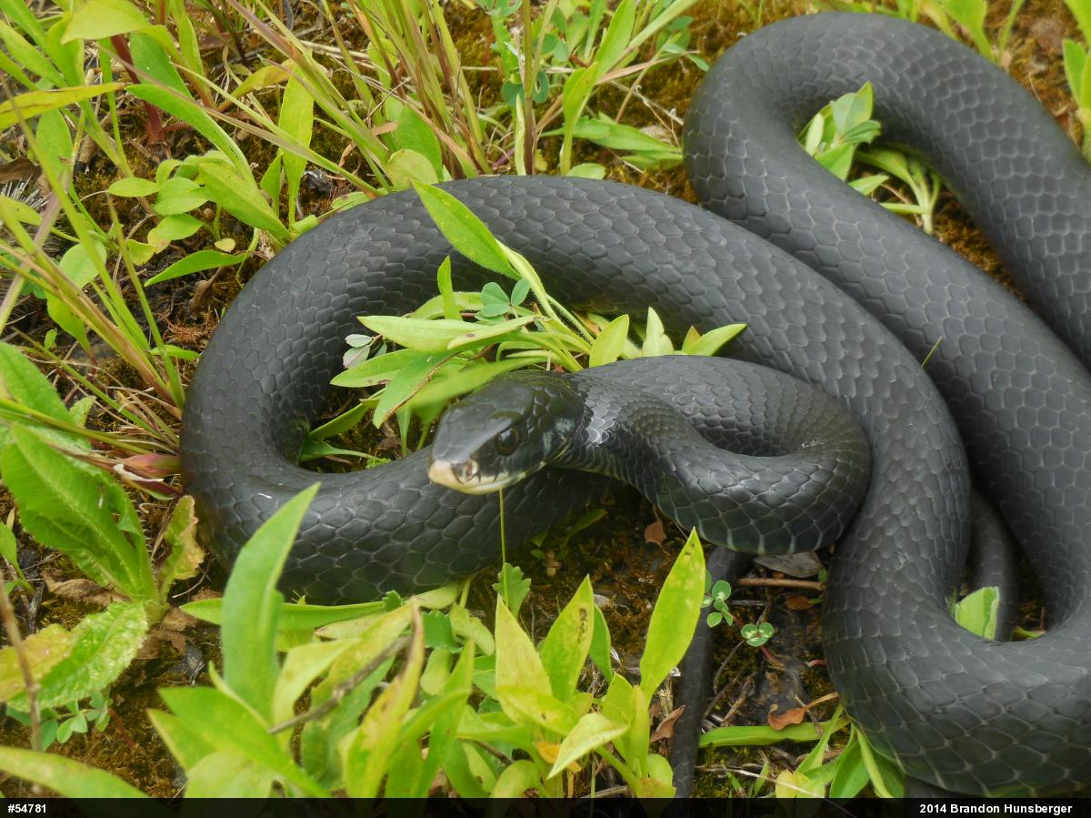 Northern Black Racer