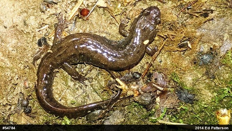 Northern Dusky Salamander