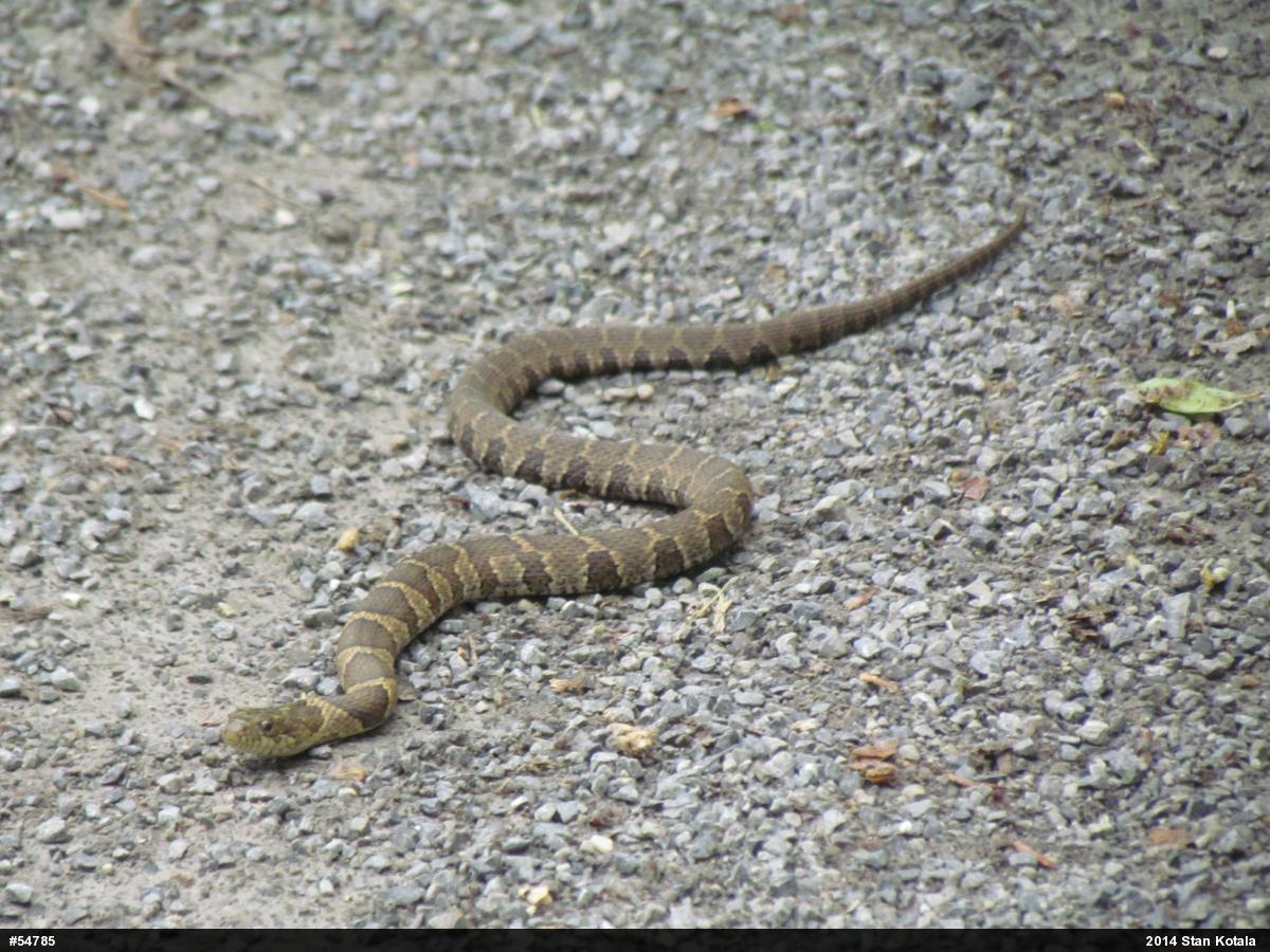 Northern Watersnake