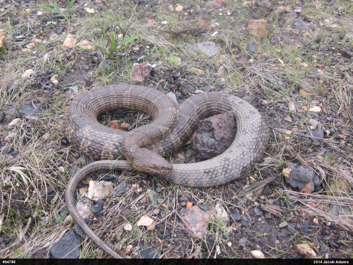 Northern Watersnake
