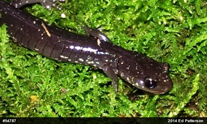 Wehrle's Salamander