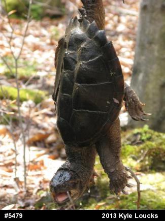 Snapping Turtle