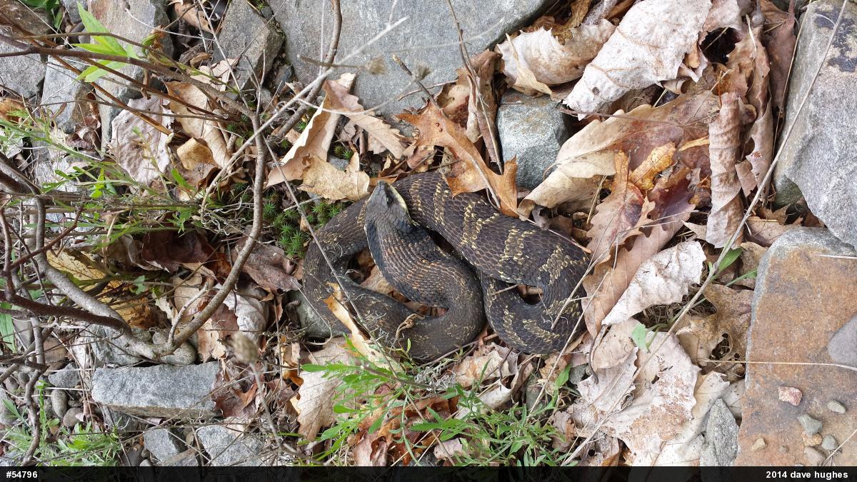 Eastern Hog-nosed Snake