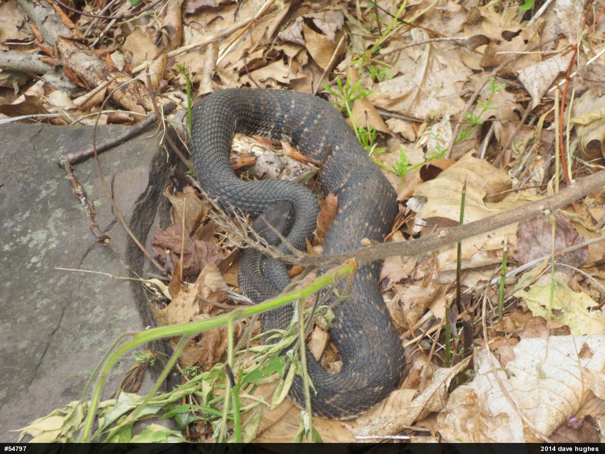 Timber Rattlesnake