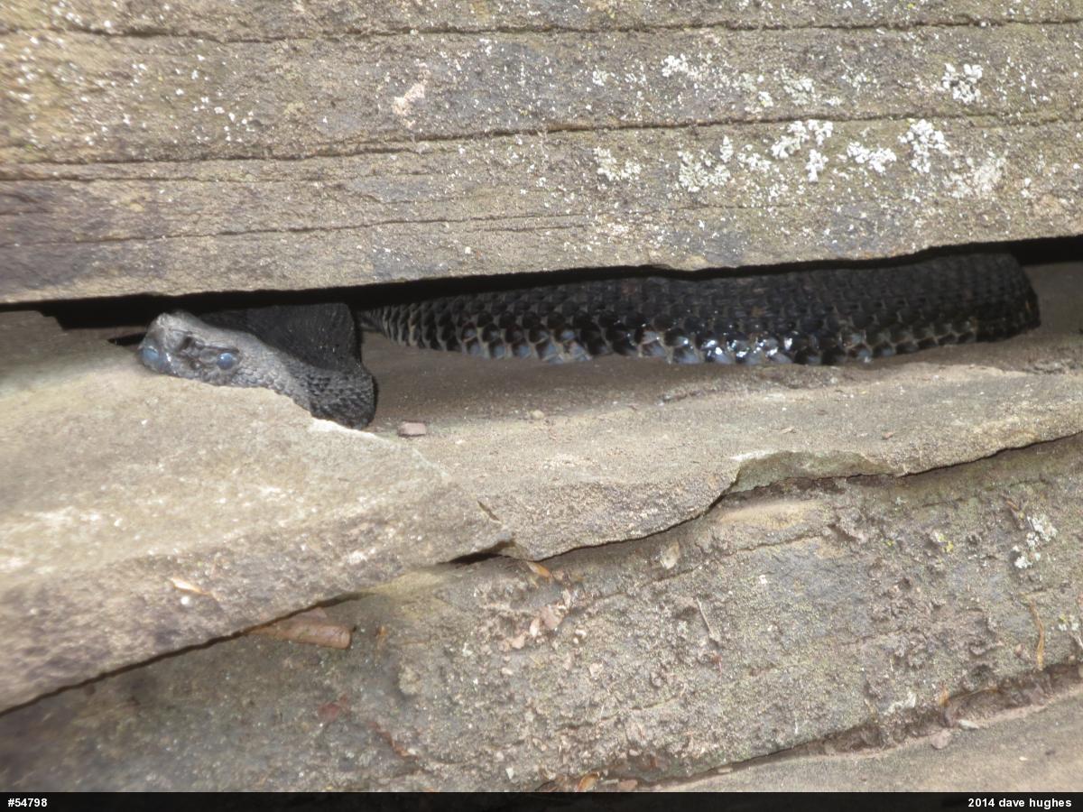 Timber Rattlesnake
