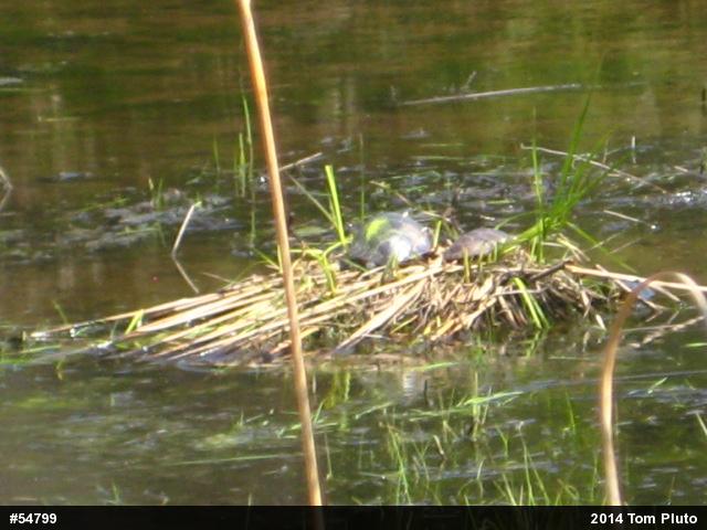 Painted Turtle