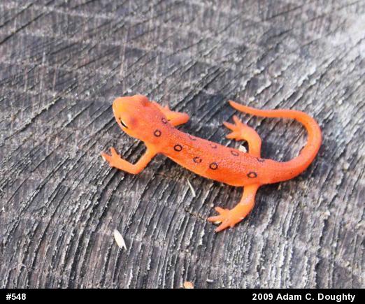 Red-spotted Newt