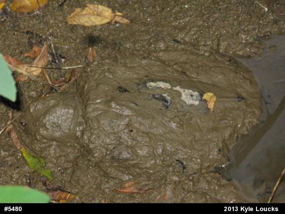Snapping Turtle