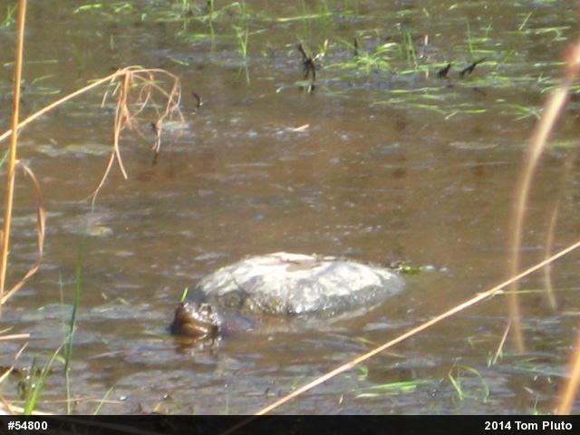Snapping Turtle