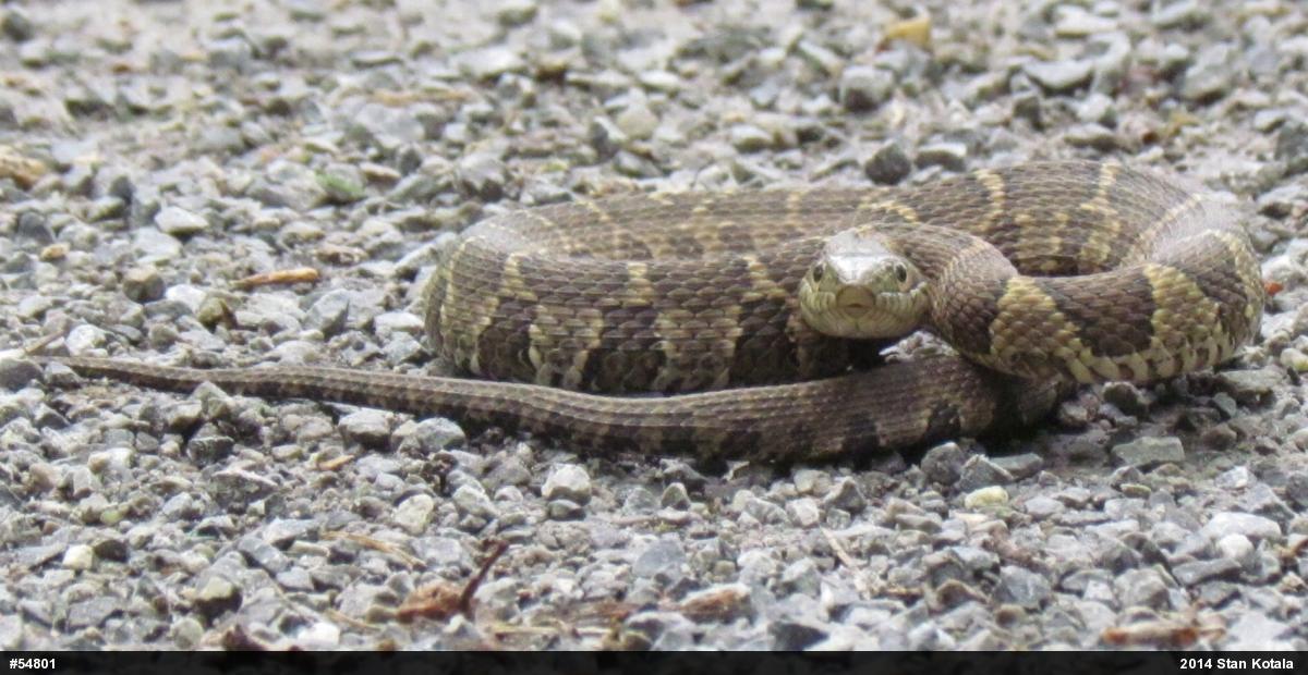 Northern Watersnake