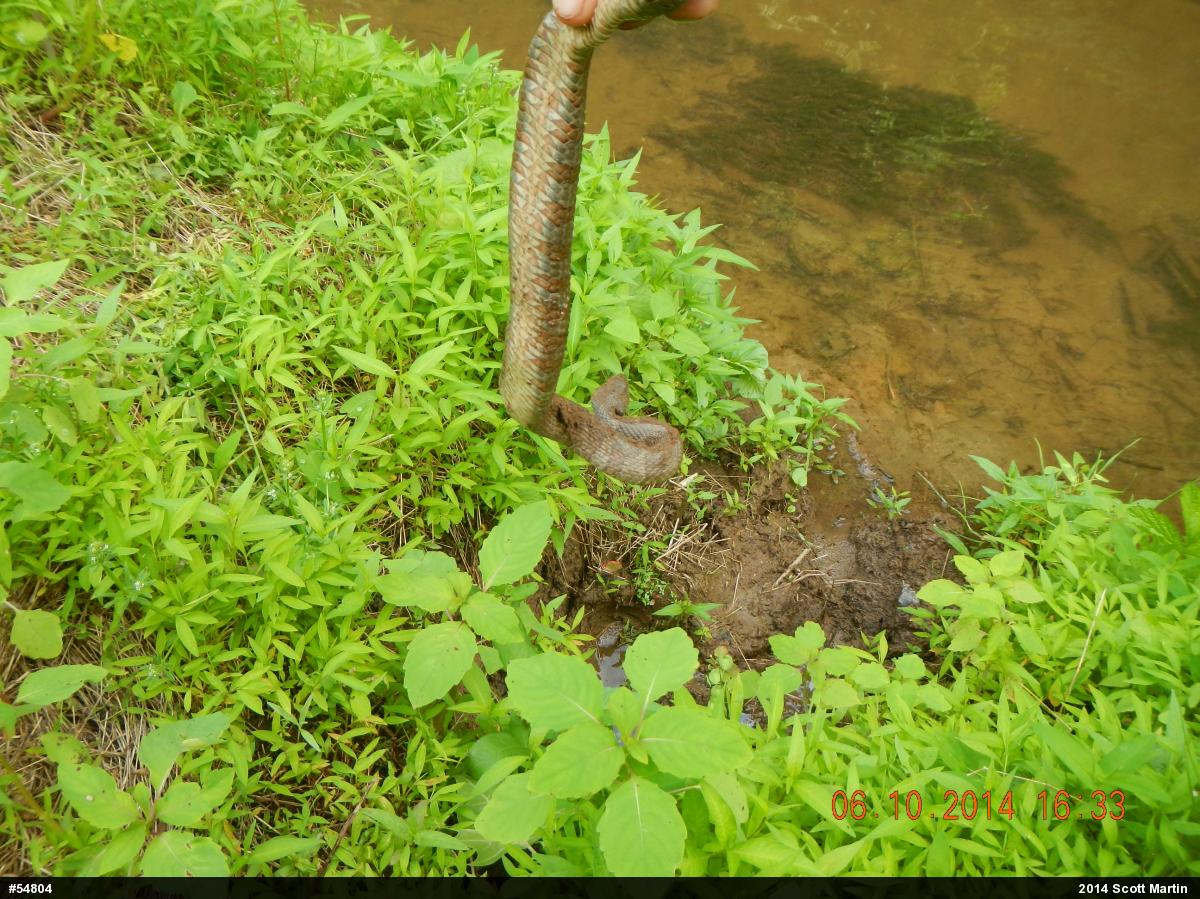 Northern Watersnake