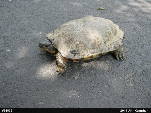 Wood Turtle