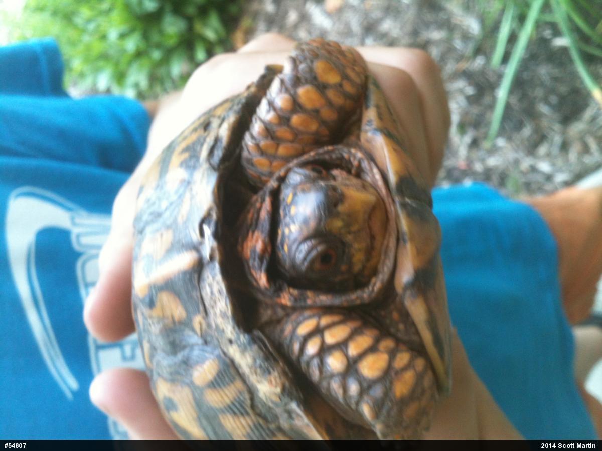 Eastern Box Turtle