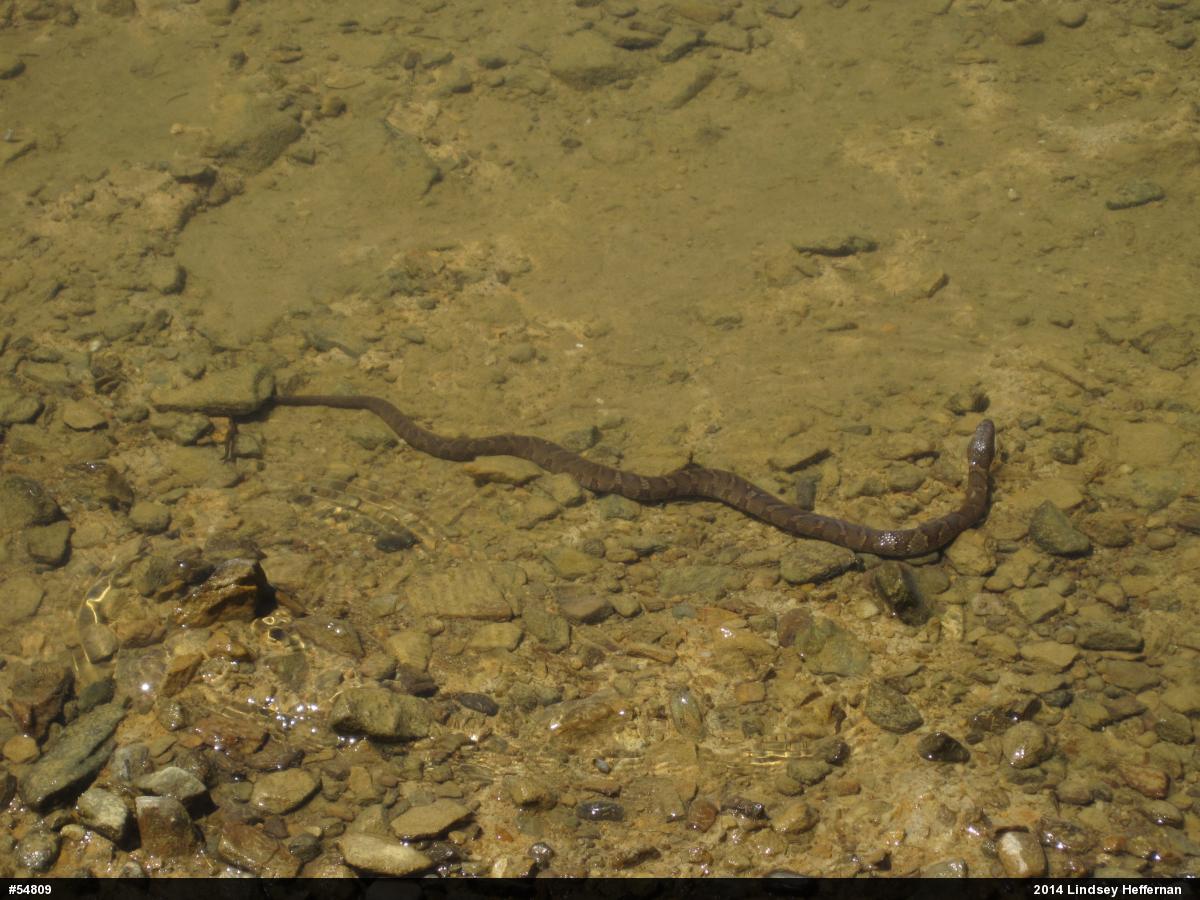 Northern Watersnake