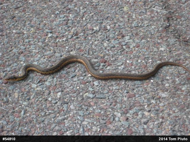 Eastern Gartersnake