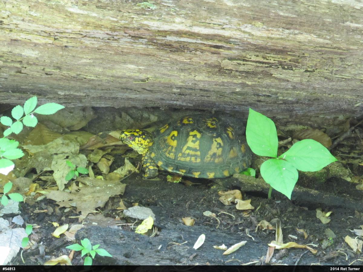 Eastern Box Turtle