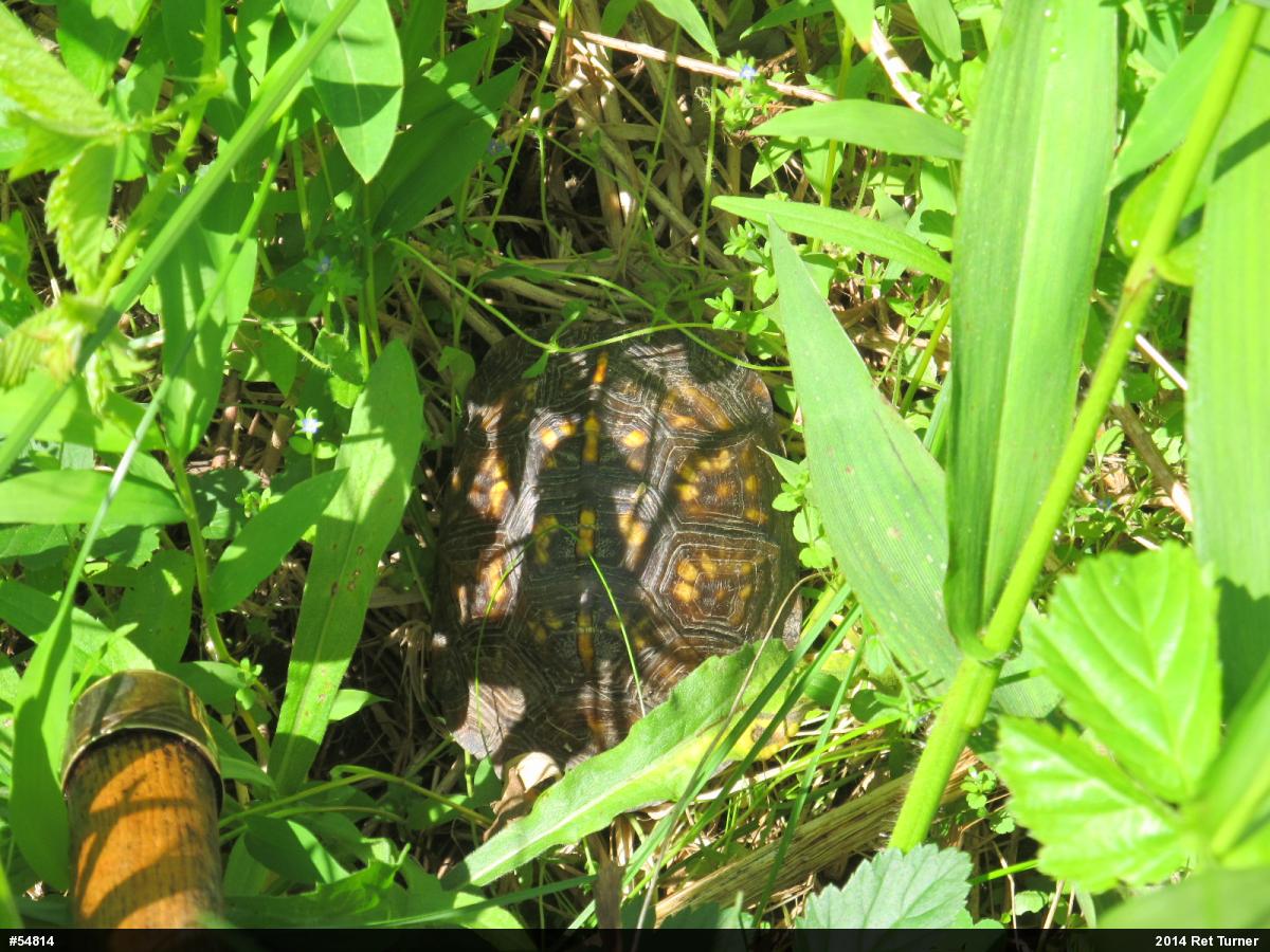 Eastern Box Turtle