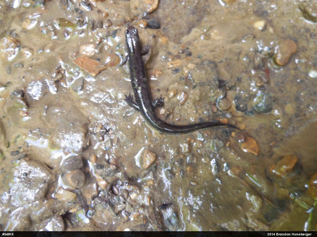 Dusky Salamanders